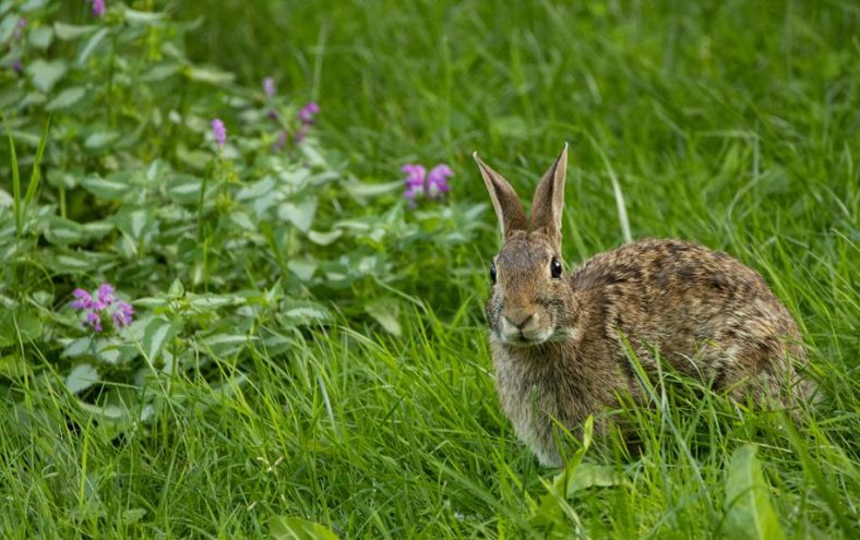 rabbit behavior foot thumping